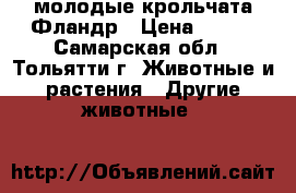 молодые крольчата Фландр › Цена ­ 500 - Самарская обл., Тольятти г. Животные и растения » Другие животные   
